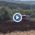 Стотици декари неожъната пшеница изгоряха край село Добрич