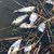 Мъртва риба изплува в река Ботуня