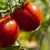 Как да избегнем появата на бели петна по доматите?