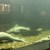 Всички есетрови риби в Екомузея са мъртви след токов удар