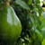 Авокадото укрепва имунитета и предпазва от рак