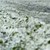 Градушка удари насаждения от дини край Любимец