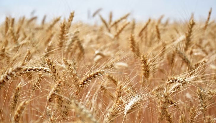 Ситуацията с пшеницата е критична, заяви председателят на Добруджанския съюз на зърнопроизводителите