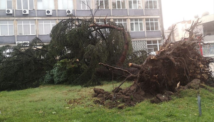 Бурята е изкоренила няколко дървета