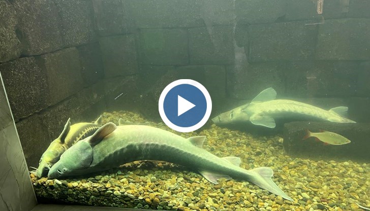 Редки животински видове станаха жертва на бурята, извила се снощи в Русе