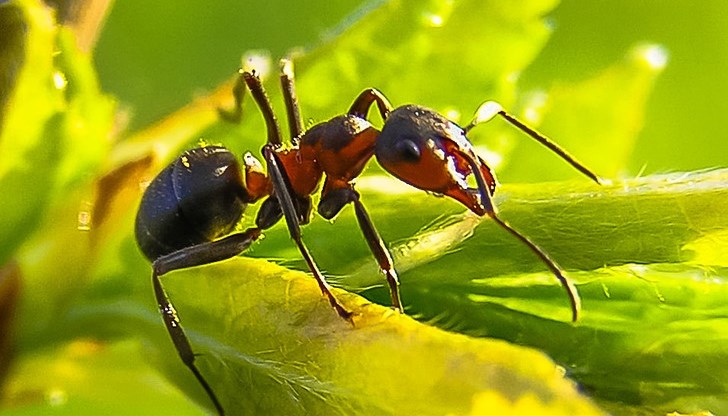 Обърнете специално внимание на пътеките на мравките, където насекомите се движат ясно благодарение на феромоните