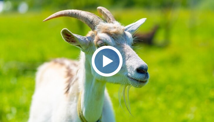 Животните блокирали главен път