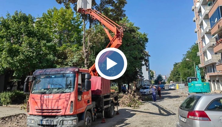 Бургазлийката застана пред резачките, които разчистват дърветата по улица "Фердинандова" в морския град