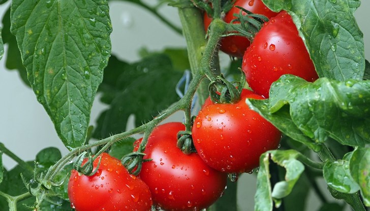 Обикновено доматите с токсини имат жълтеникави ивици, с жълто "петно" в центъра