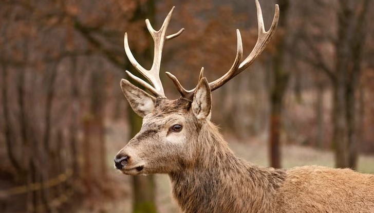 Ловецът е платил над 2 000 лева за убитите животни