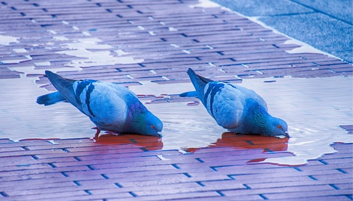 Максимална температура от 42,3 градуса на сянка е измерена в късния следобед в Русе