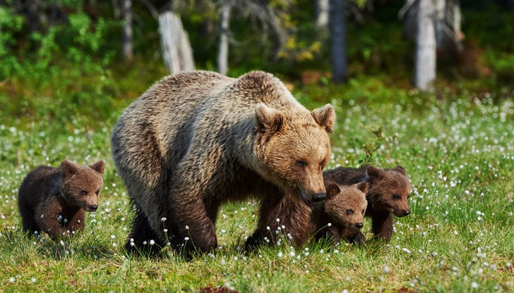 Кафявата мечка обикновено ражда едно, рядко две, а в единични случаи и три мечета