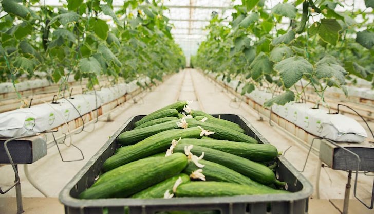 Този бизнес трайно запада, българите вече се изхранват предимно с вносни плодове и зеленчуци Този бизнес трайно запада, българите вече се изхранват предимно с вносни плодове и зеленчуци