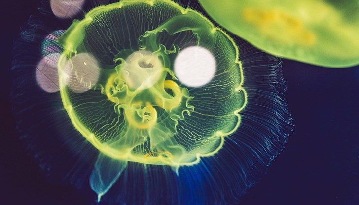 Според лекарите най-опасни са лилавите представители на този вид