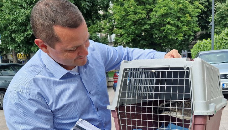 Кметът на Русе се погрижи за счупеното краче на един от пернатите обитатели на града