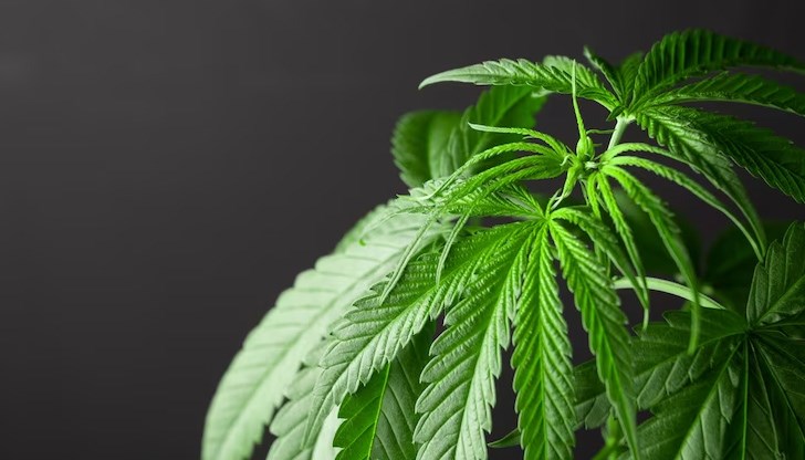 Растението е с дължина около 50 см