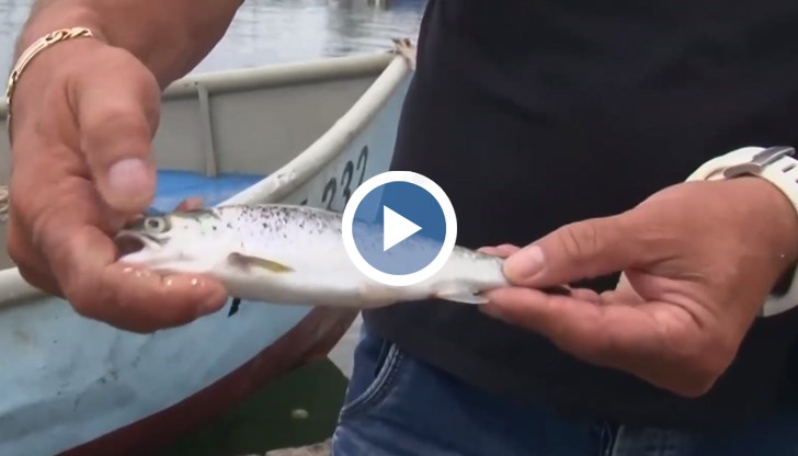 Цаца няма, но се е появила сьомгова пъстърва