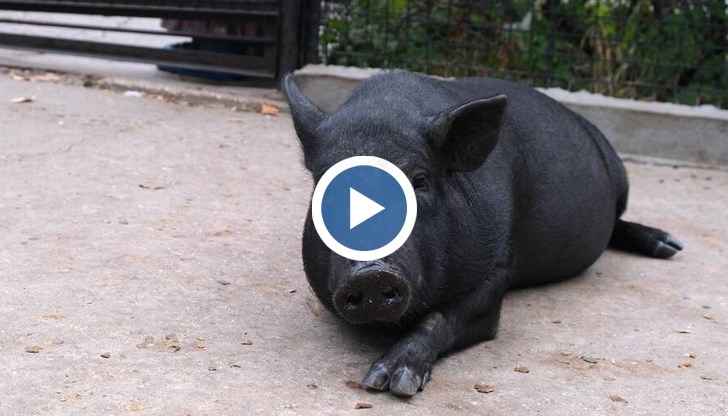 Полицейска акция в щата Кентъки