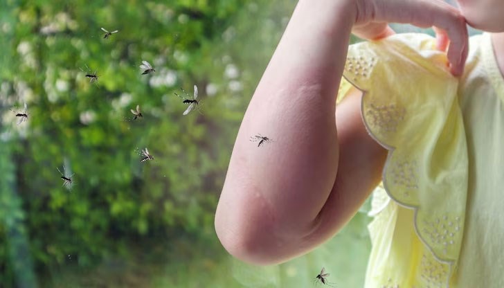 Ударното пръскане срещу насекомите в града не дава резултат, а ларвицидно третиране не се знае кога ще бъде направено Ударното пръскане срещу насекомите в града не дава резултат, а ларвицидно третиране не се знае кога ще бъде направено