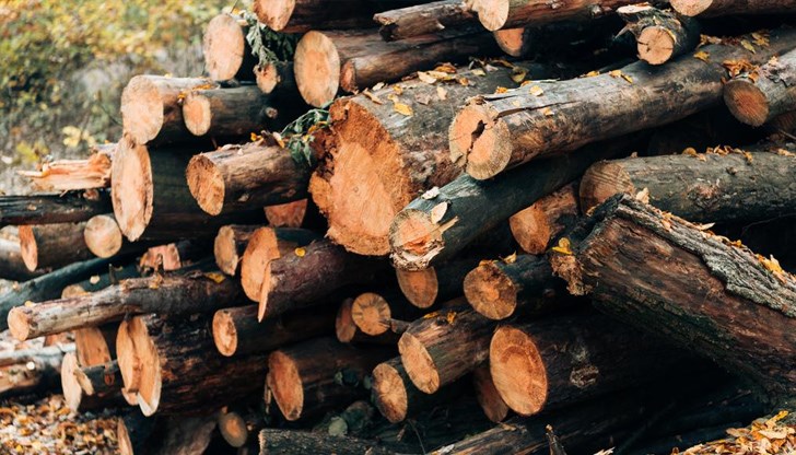 С поправките в Закона за горите се предлага дърводобивът да се увеличи три пъти