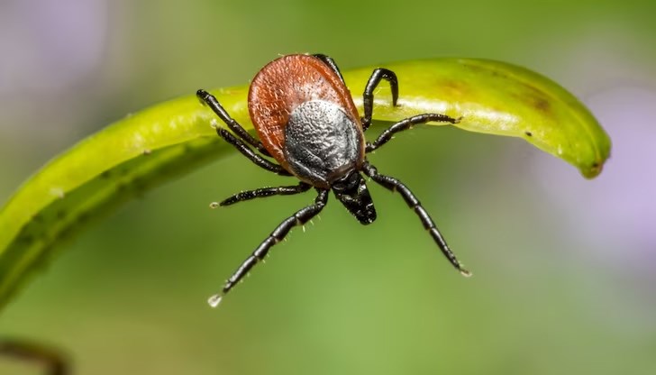 Заразата се пренася от кърлежи