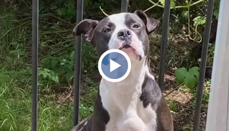 Питбулът е нападнал малкото куче, разхождано от 4-годишно момиченце