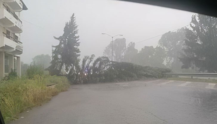 Пътят за село Ябълково е затворен от паднал  на пътното платно смърч