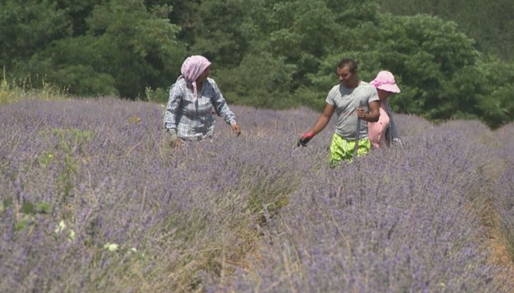 Сезонни работници в село до Панагюрище масово се разболяха от конюктивит Сезонни работници в село до Панагюрище масово се разболяха от конюктивит