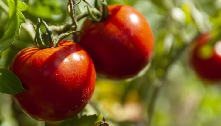 Става въпрос за така нар. "слънчев пригор" Става въпрос за така нар. "слънчев пригор"