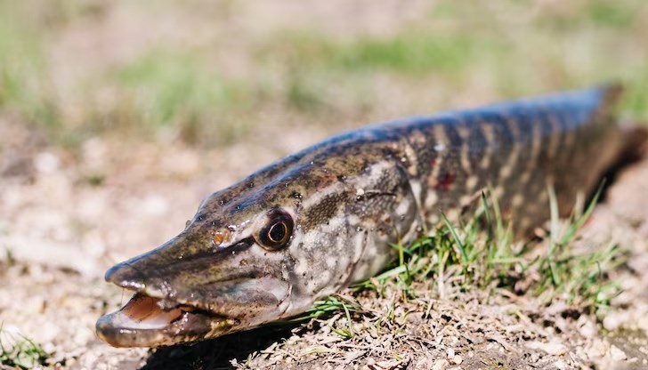 Ловът и риболовът са начин да се доближим до природата, но трябва да знаем как да я опазваме