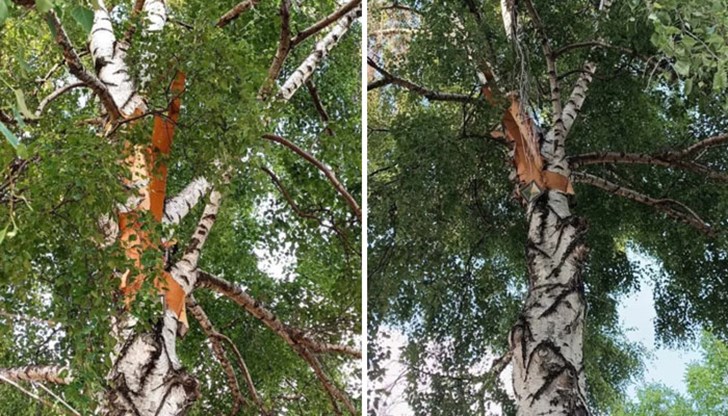 Мълнията разцепи бреза