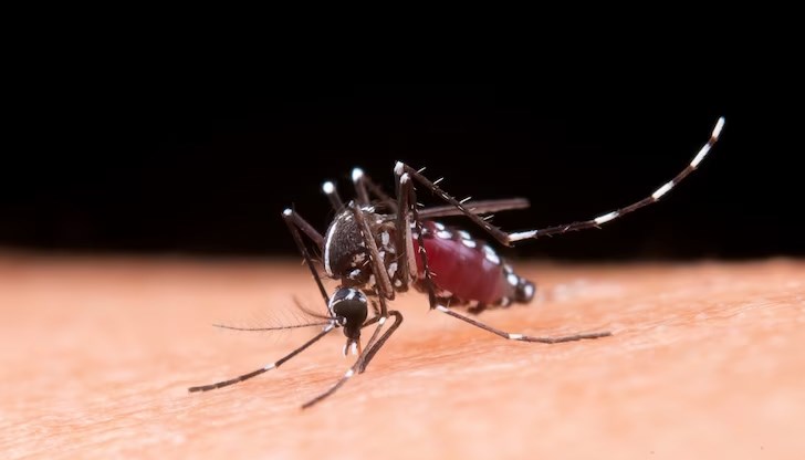 Тези с група А са по-малко привлекателни за досадните насекоми Тези с група А са по-малко привлекателни за досадните насекоми