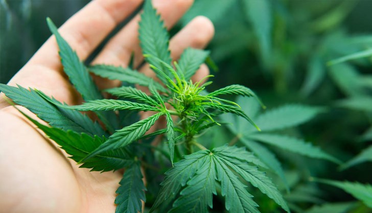 Продавачката на кооперативния пазар е арестувана