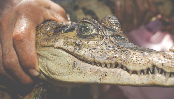 Според туристи, подали сигнала, животното прилича на малък алигатор