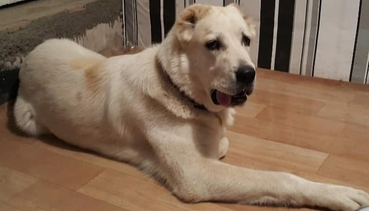 Животното отговаря на името Рита