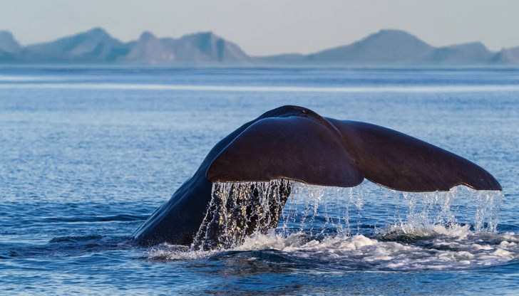 В ръцете си държах близо 10 килограма амбра, разказва Антонио Родригес