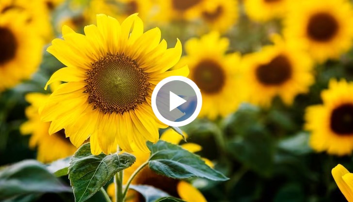 Трогателният жест е по повод 50-тата годишнина от сватбата им