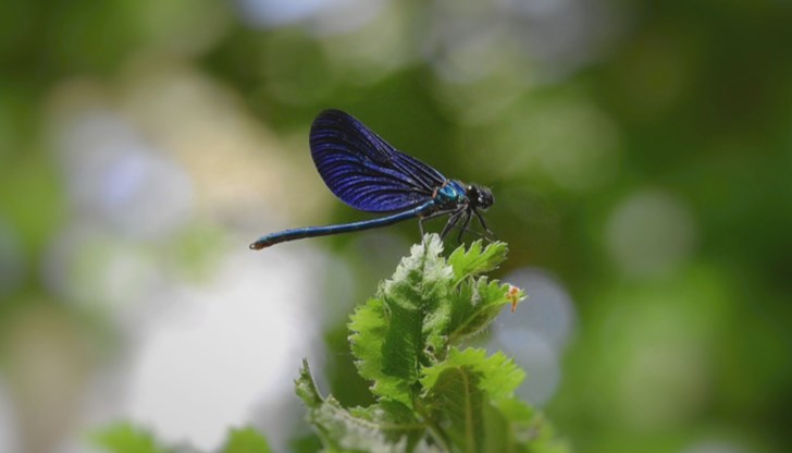 Природата може да се справя сама с увеличената популация на комари Природата може да се справя сама с увеличената популация на комари
