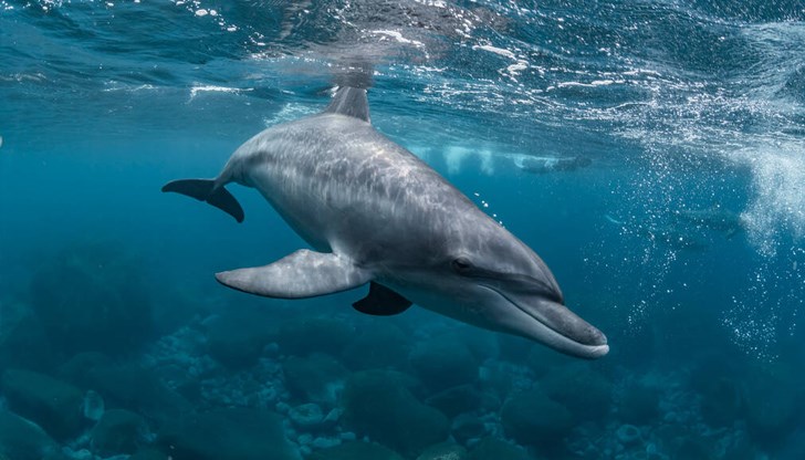 Обучени афали възпират водолазите на територията на руската военноморска база