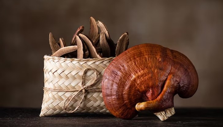 Рейши е най-известната лечебна гъба на Далечния Изток Рейши е най-известната лечебна гъба на Далечния Изток