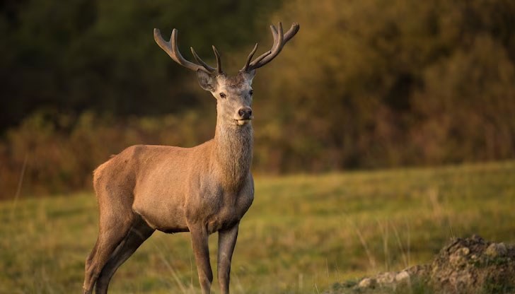 Отстреляното животно е било едва на година и половина