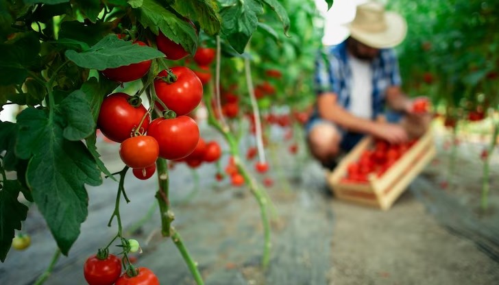 Да отгледаме домати не е лесна задача