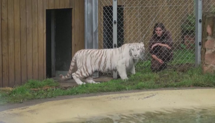 Шарлота е живяла в зоопарк, след като е била конфискувана от властите миналата година