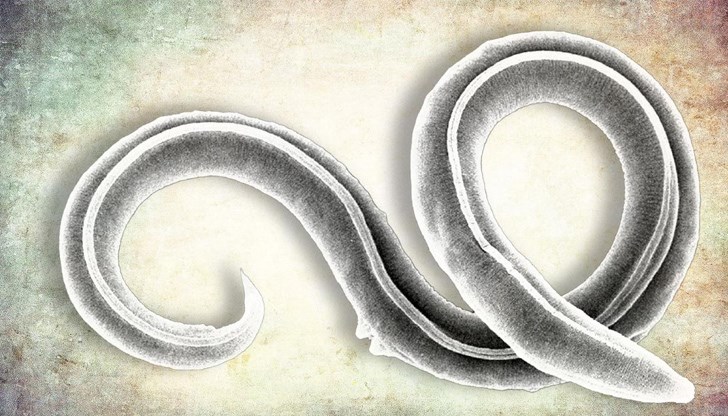 Малкият кръгъл червей е живял в края на плейстоцена Малкият кръгъл червей е живял в края на плейстоцена