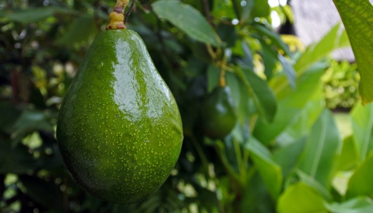 Ползите от авокадото са познати от 7 000 години
