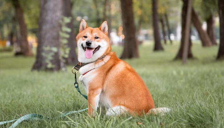 Жена твърди, че има няколко котки, убити от въпросното куче /Снимката е илюстративна/