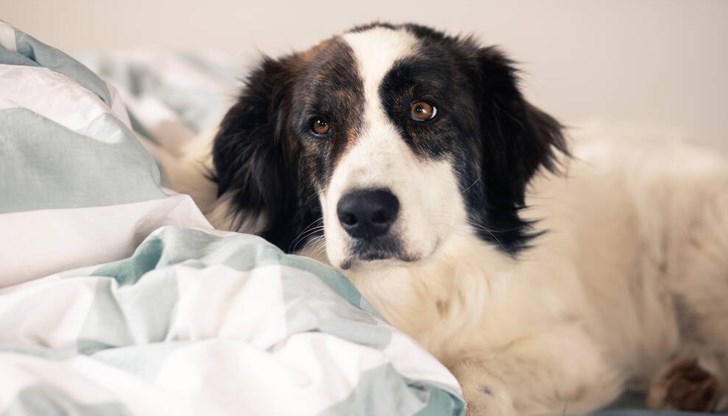 Когато сме стресирани, хората произвеждаме различни миризми чрез своите пот и дъх