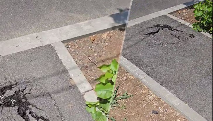 Чевръсти работници покриха корени на дървета с пресен асфалт