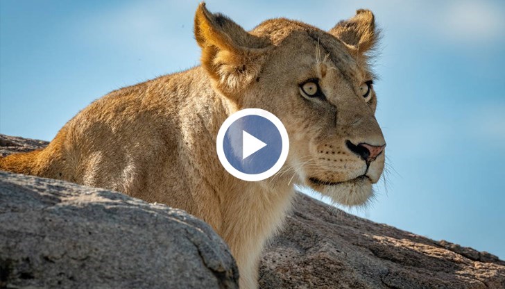 Второ денонощие издирват появилото се неизвестно откъде животно