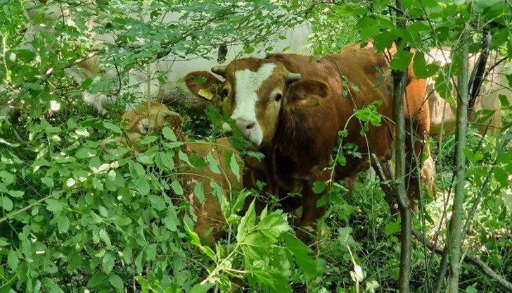 Някои от животните са ранени